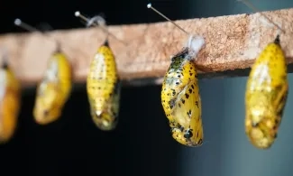The Continuous Evolution of Leading Quality Improvement